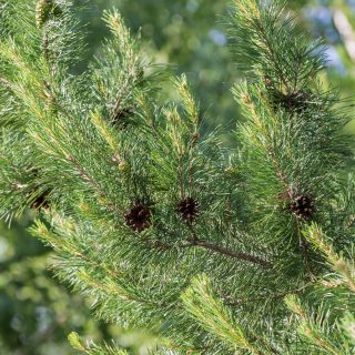 https://www.atlanto.at/wp-content/uploads/2021/05/fluffy-pine-branch-with-cones-nominated-by-alex-d_t20_6mXv66-320x320.jpg