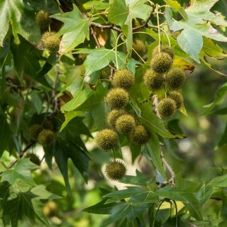 https://www.atlanto.at/wp-content/uploads/2021/06/chestnuts-hanging-heavy-on-the-tree_t20_W7kp4w-320x320.jpg